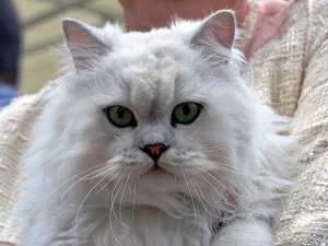 cat, fluffy, White