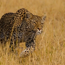 wild, Leopards, grass, cat