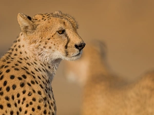 wild, Cheetah, Head, cat