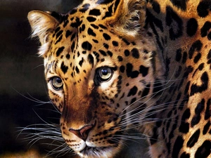 cat, Leopards, wild