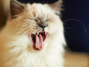 cat, yawning