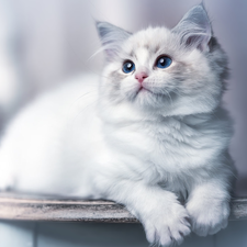 white and gray, cat, Ragdoll, young