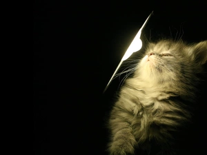 young, persian, Lamp, cat