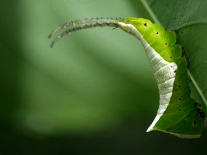 caterpillar, white, Green
