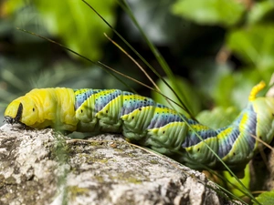 caterpillar, Stone