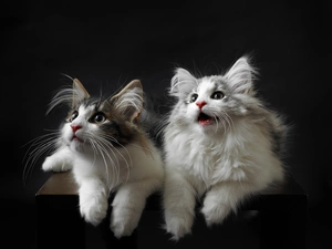 cats, Maine Coon