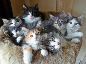 cats, Maine Coon