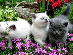 cats, Flowers