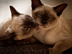 necking, Two cars, cats