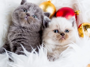 puss, Christmas, baubles, cats