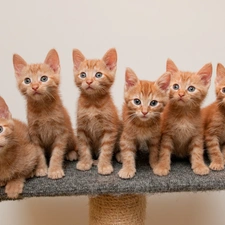 cats, six, Redheads