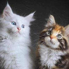 Maine Coon, Two cars, cats