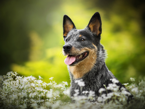 Flowers, Chickweed, Australian cattle dog, Meadow, dog