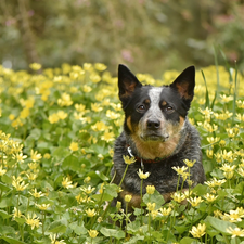 Yellow, Flowers, Australian cattle dog, Meadow, dog