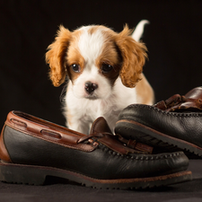 Boots, Puppy, Cavalier King Charles spaniel
