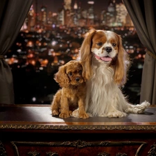 Puppy, Cavalier King Charles spaniel, Town, English Cocker Spaniel, Dogs, Window, Night