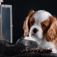 Window, Puppy, Cavalier King Charles spaniel