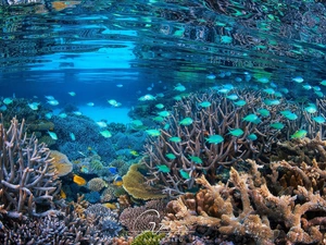 sea, Corals, fish, cay