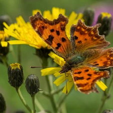 Flowers, Buds, Mermaid Ceik, Yellow, butterfly