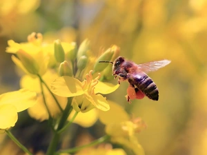 Flowers, bee, Bokeh, Celandine