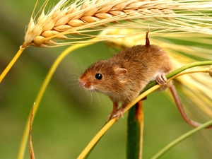 cereals, mouse, ear