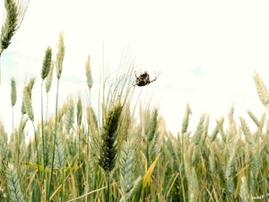 Ears, Spider, Legs, cereals