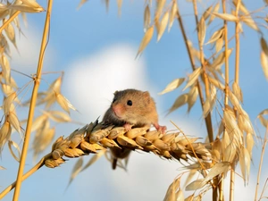 cereals, mouse, Ears