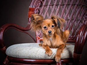 Chair, honeyed, Papillon
