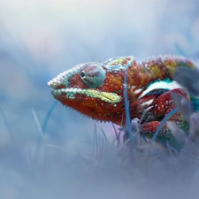 Panther Chameleon, fuzzy, background, Plants