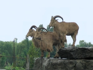 chamois, Three, Brown