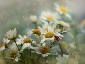 Corn Chamomile, Flowers, Insect, ladybird