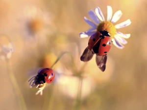 chamomile, ladybugs, Flowers
