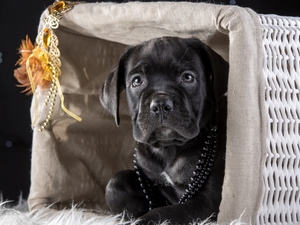 basket, Cane Corso, chaplet