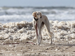 Chart Persian, Saluki