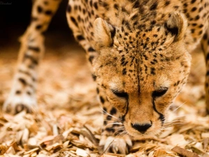 Cheetah