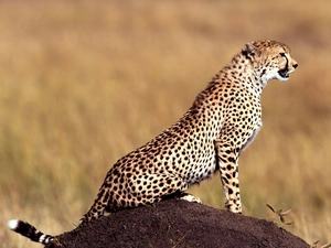 Cheetah
