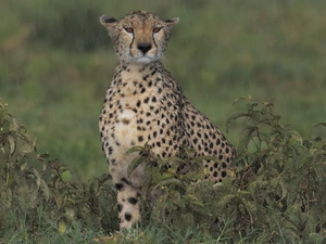 Plants, cat, background, Cheetah, wild, fuzzy, Rain