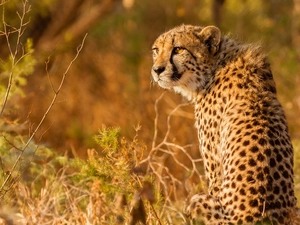 Cheetah, wild, cat