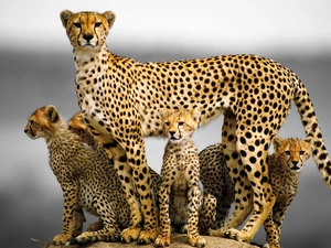 Cheetah, Family