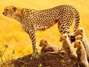 Cheetah, Family