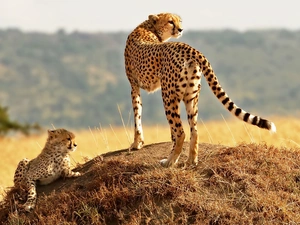 Cheetah, folks