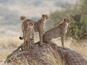 four, Stone, grass, Cheetah