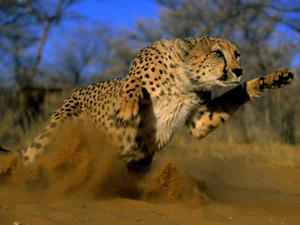 Cheetah, gear