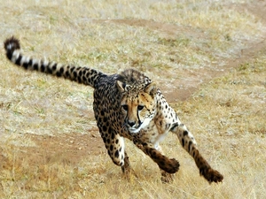 Cheetah, gear