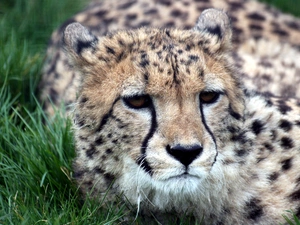Cheetah, grass