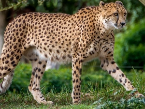 Cheetah, grass