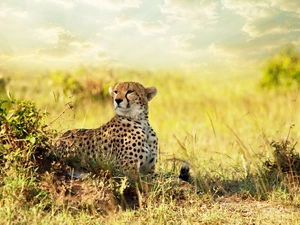 Cheetah, grass