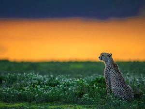 Cheetah, grass