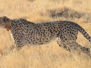 Cheetah, grass