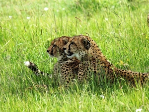 Cheetah, grass